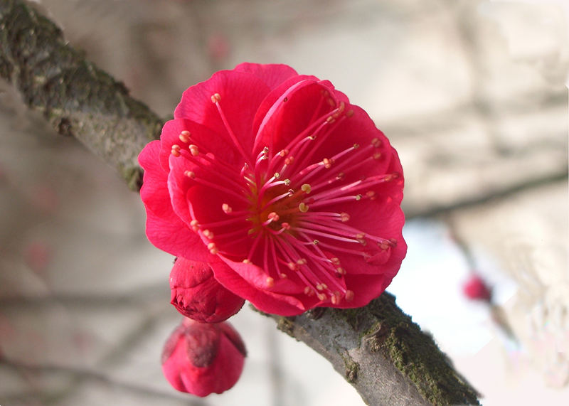 南京红梅花品种图片图片
