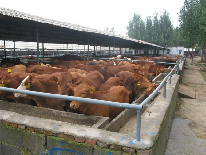 广东省肉牛养殖基地 大型养牛场 山东信和肉牛养殖场