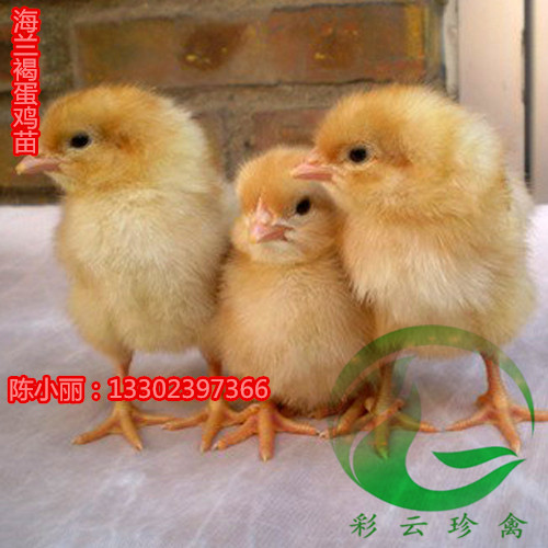 广西省玉林市海兰灰蛋鸡苗批发价多少_海兰灰